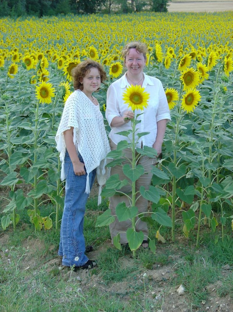 The-Sunflowers-Grow-Tall-Here.jpg